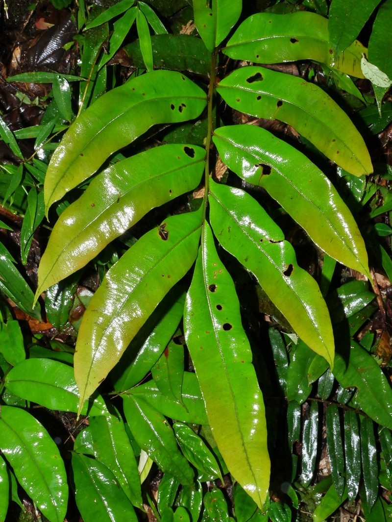 Desmophlebium lechleri photo 4