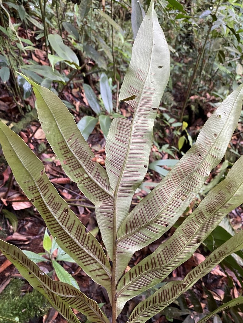 Desmophlebium lechleri photo 5