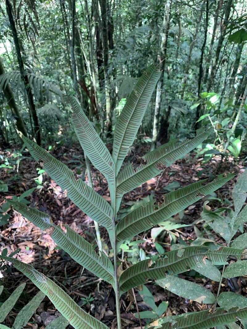 Desmophlebium lechleri photo 6