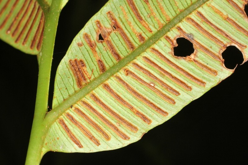 Desmophlebium lechleri photo 7