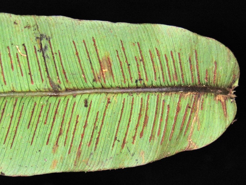 Desmophlebium lechleri photo 8