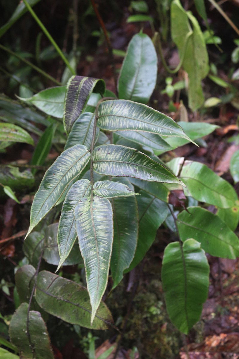 Desmophlebium longisorum photo 3