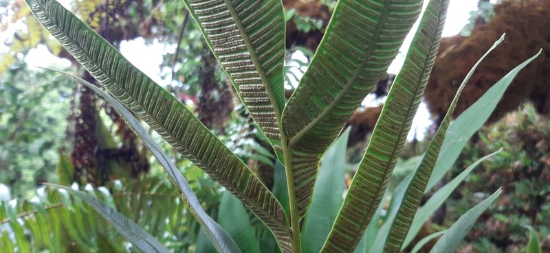 Desmophlebium longisorum photo 4