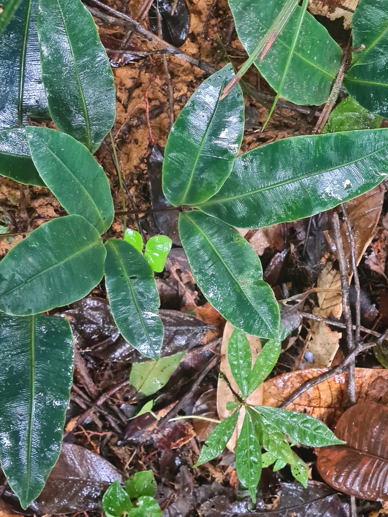 Desmophlebium longisorum photo 5