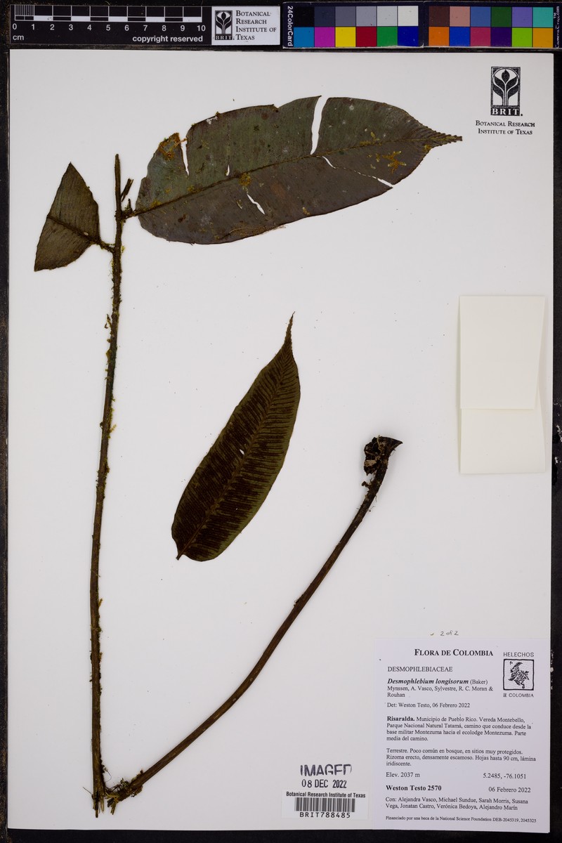 Desmophlebium longisorum photo 6