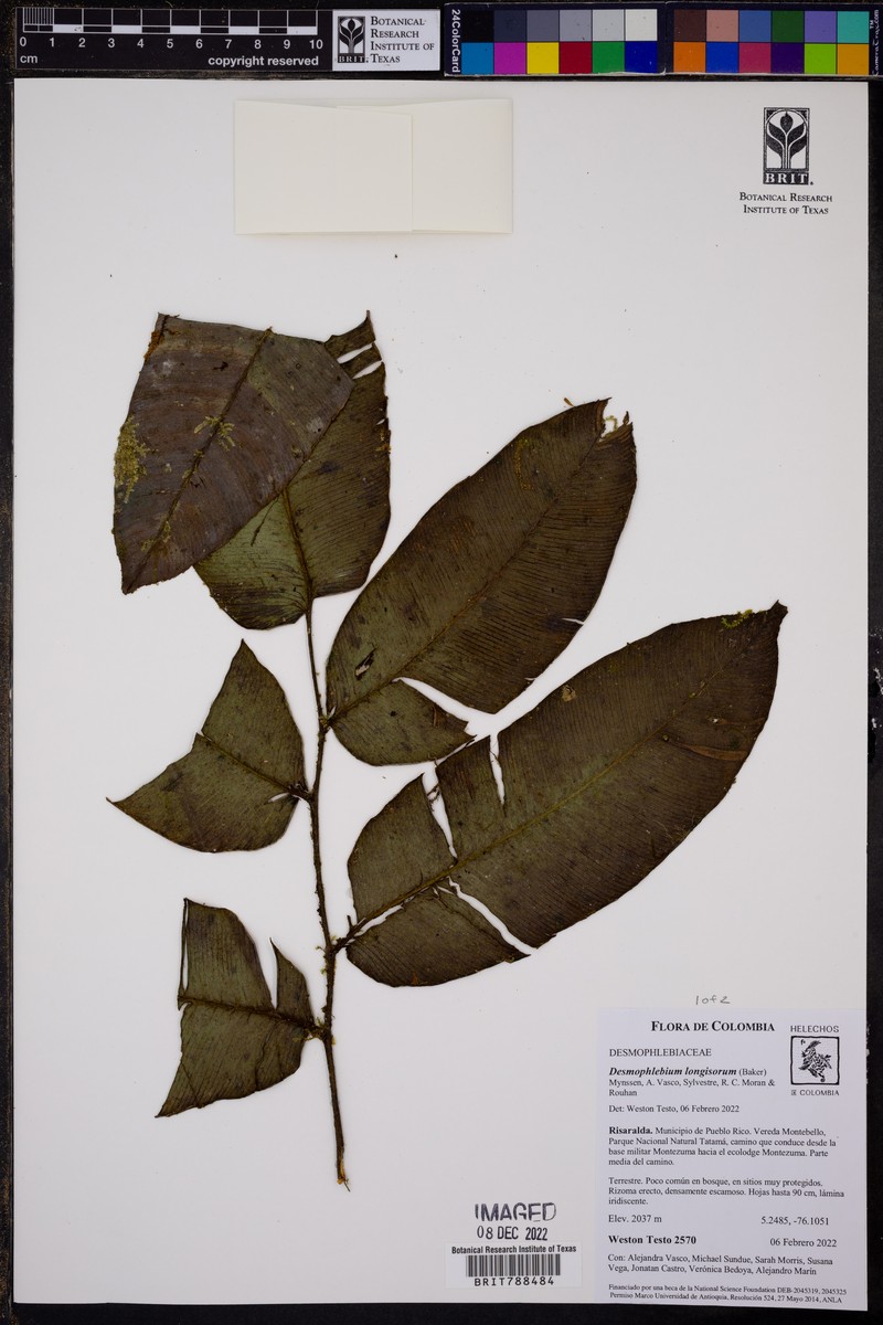 Desmophlebium longisorum photo 7