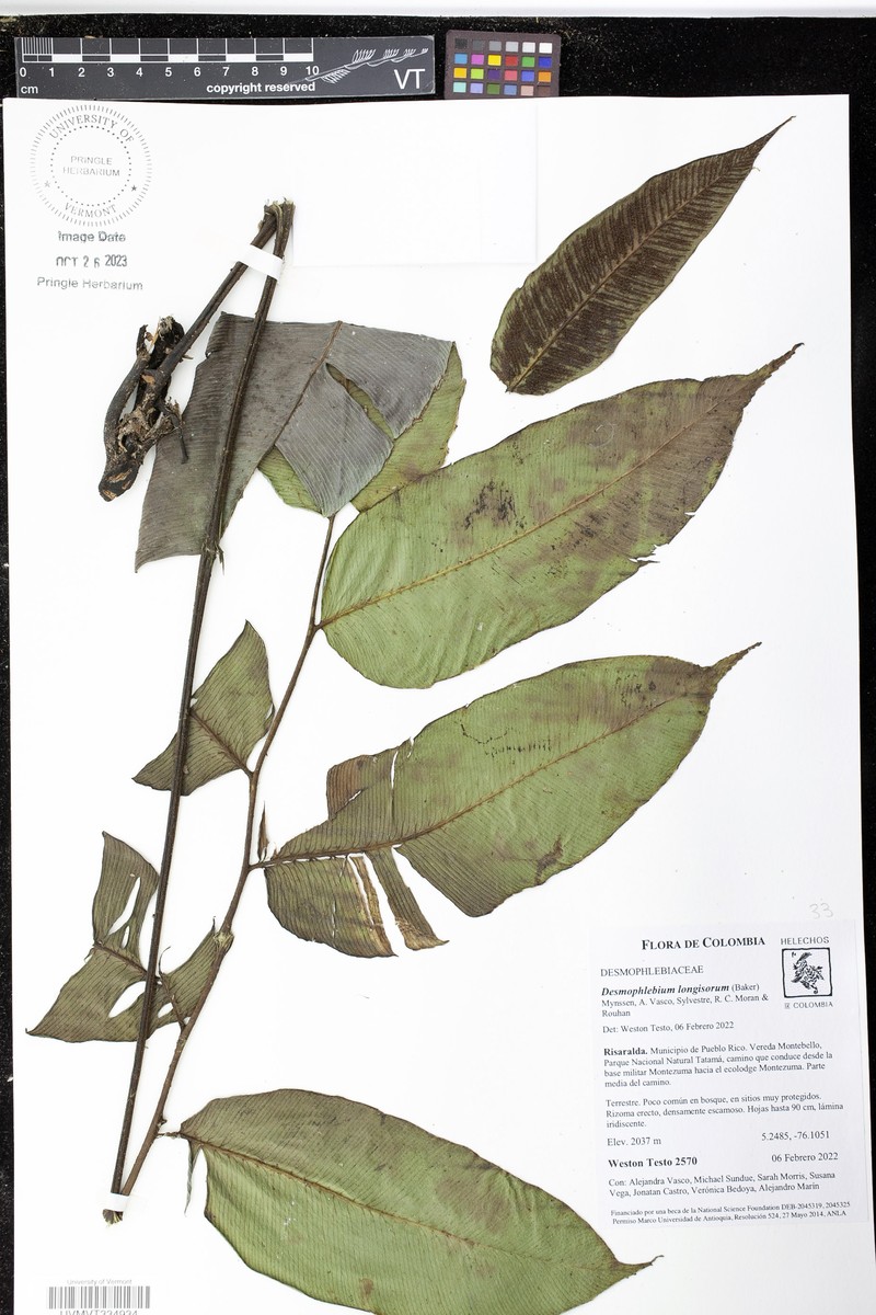 Desmophlebium longisorum photo 8
