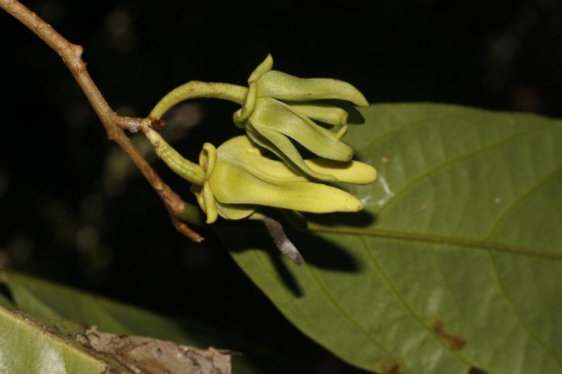 Desmopsis biseriata