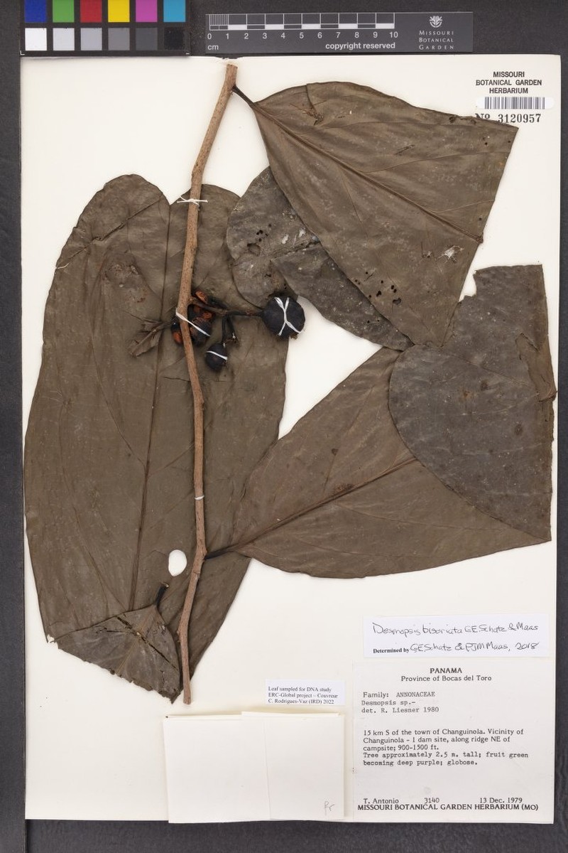 Desmopsis biseriata photo 3