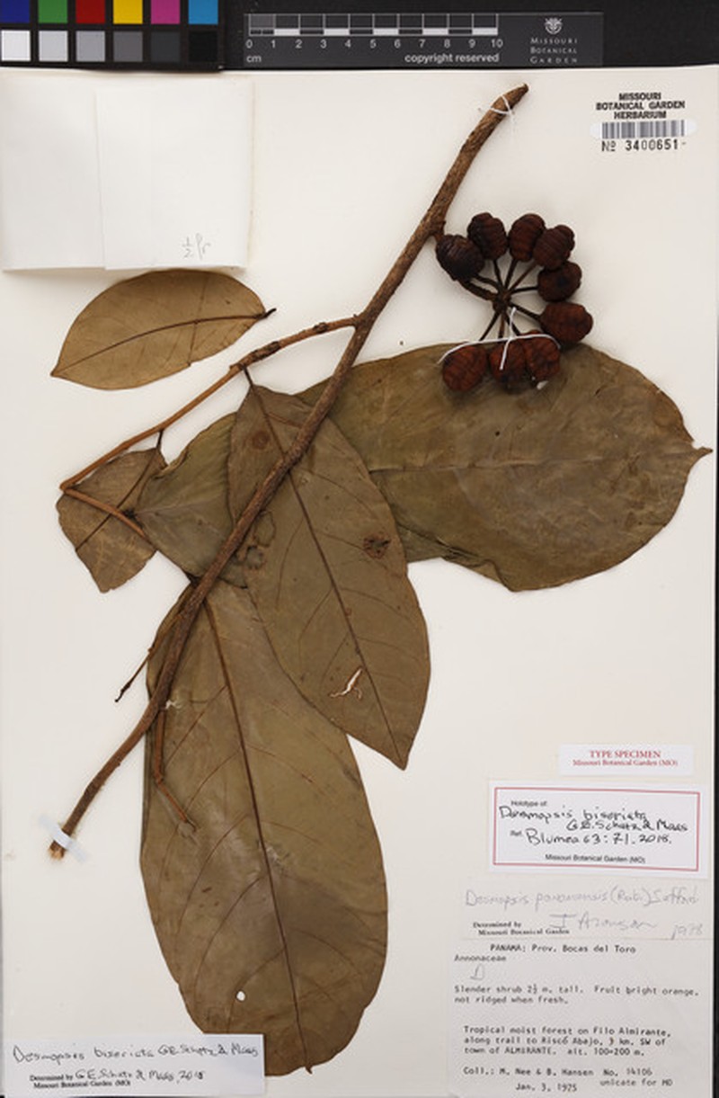 Desmopsis biseriata photo 4
