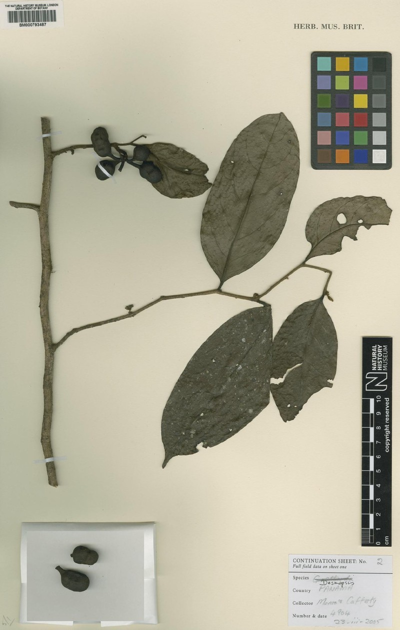 Desmopsis brachypoda