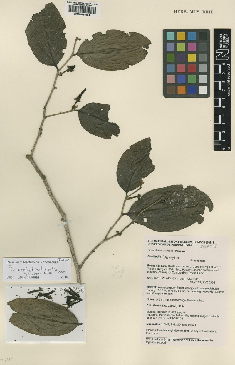 Desmopsis brachypoda photo 2