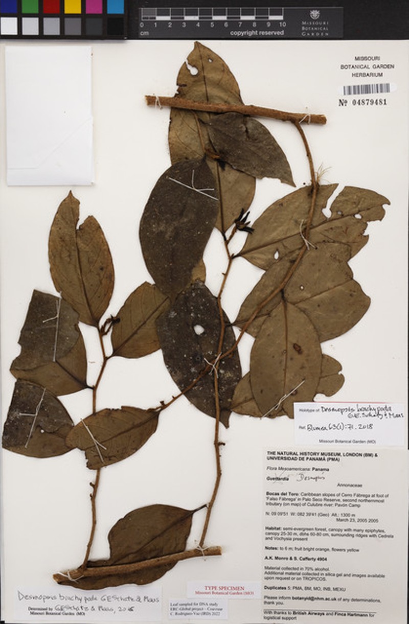 Desmopsis brachypoda photo 3