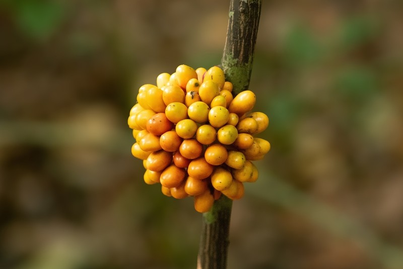 Desmopsis cauliflora