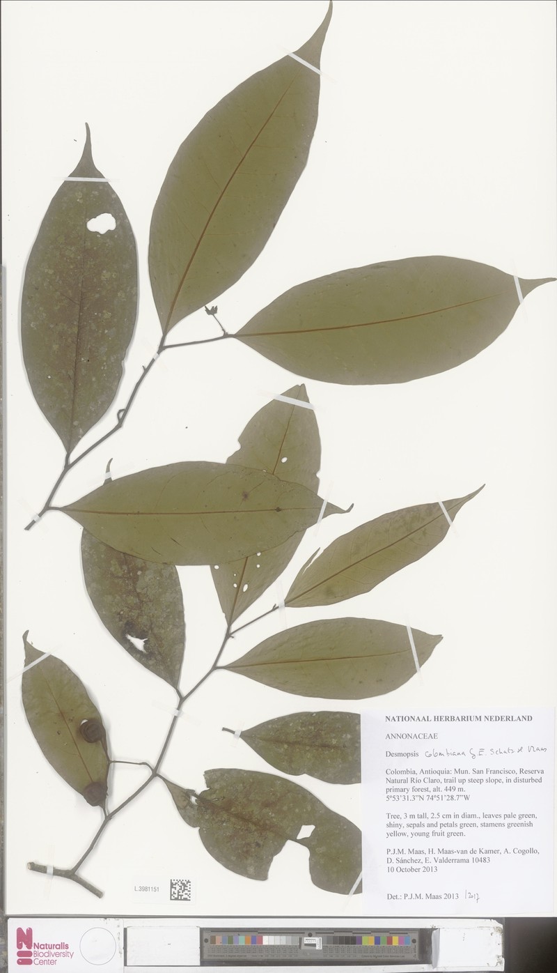 Desmopsis colombiana