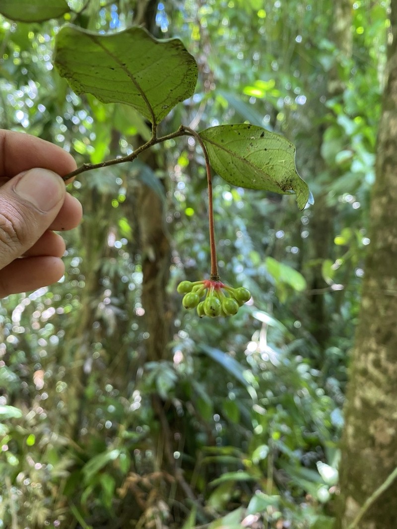 Desmopsis confusa
