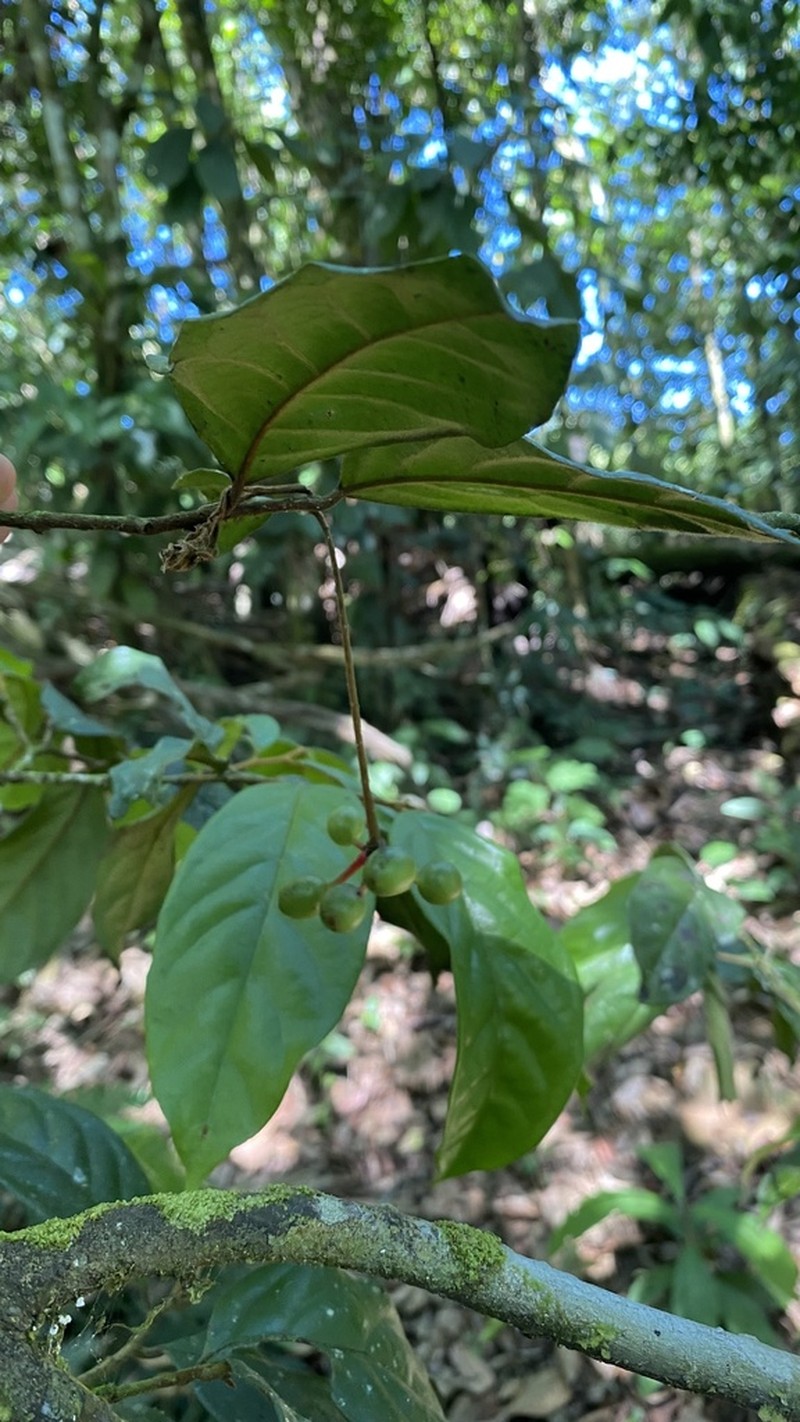 Desmopsis confusa photo 3