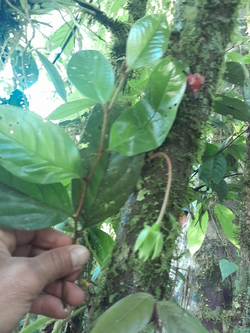 Desmopsis confusa photo 4