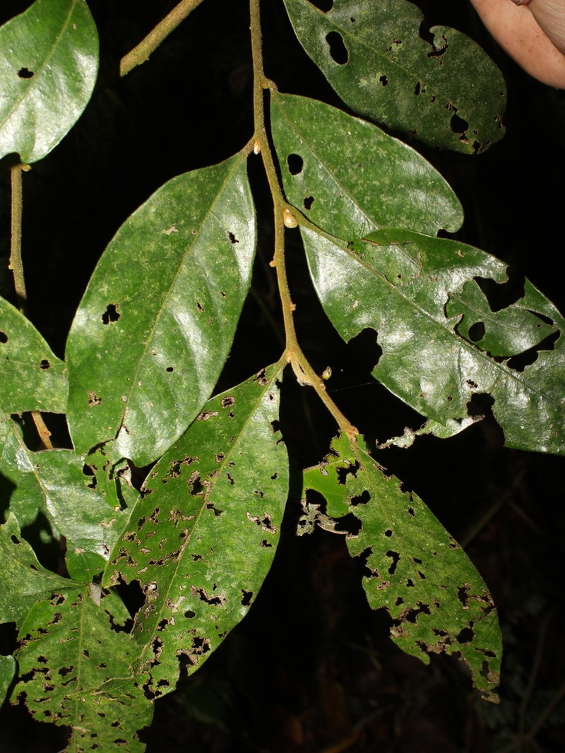 Desmopsis confusa photo 5