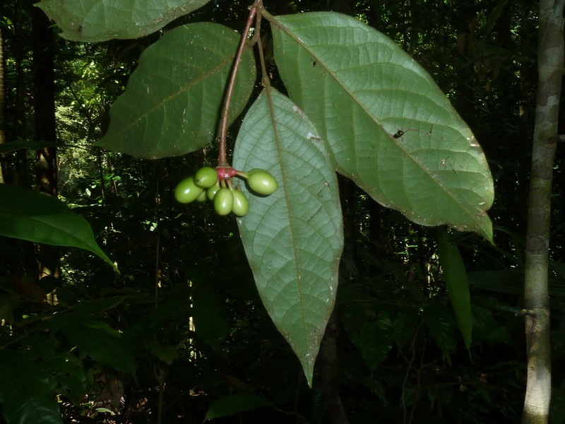 Desmopsis confusa photo 6