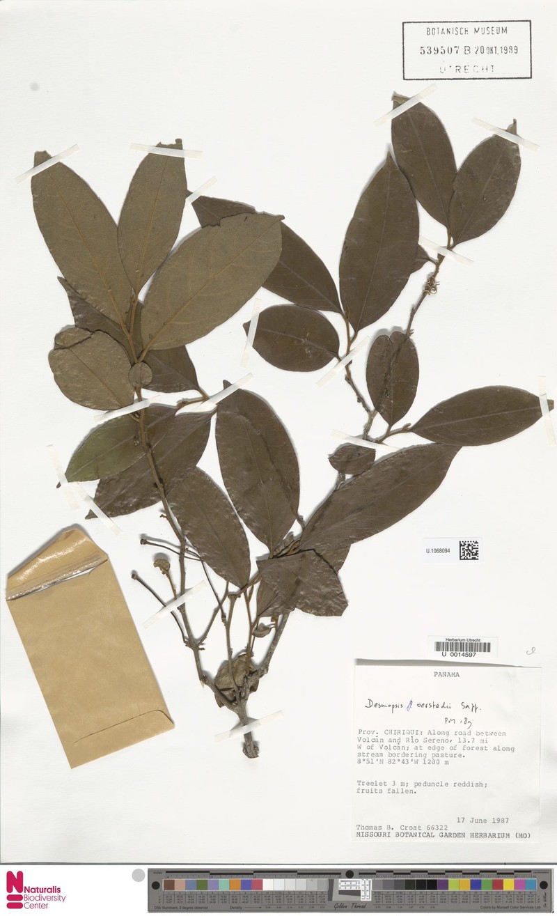 Desmopsis confusa photo 7