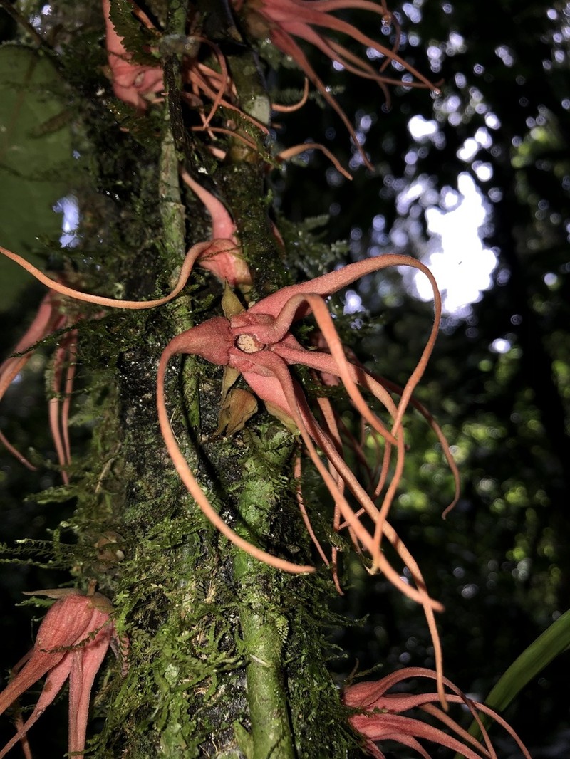 Desmopsis costaricensis