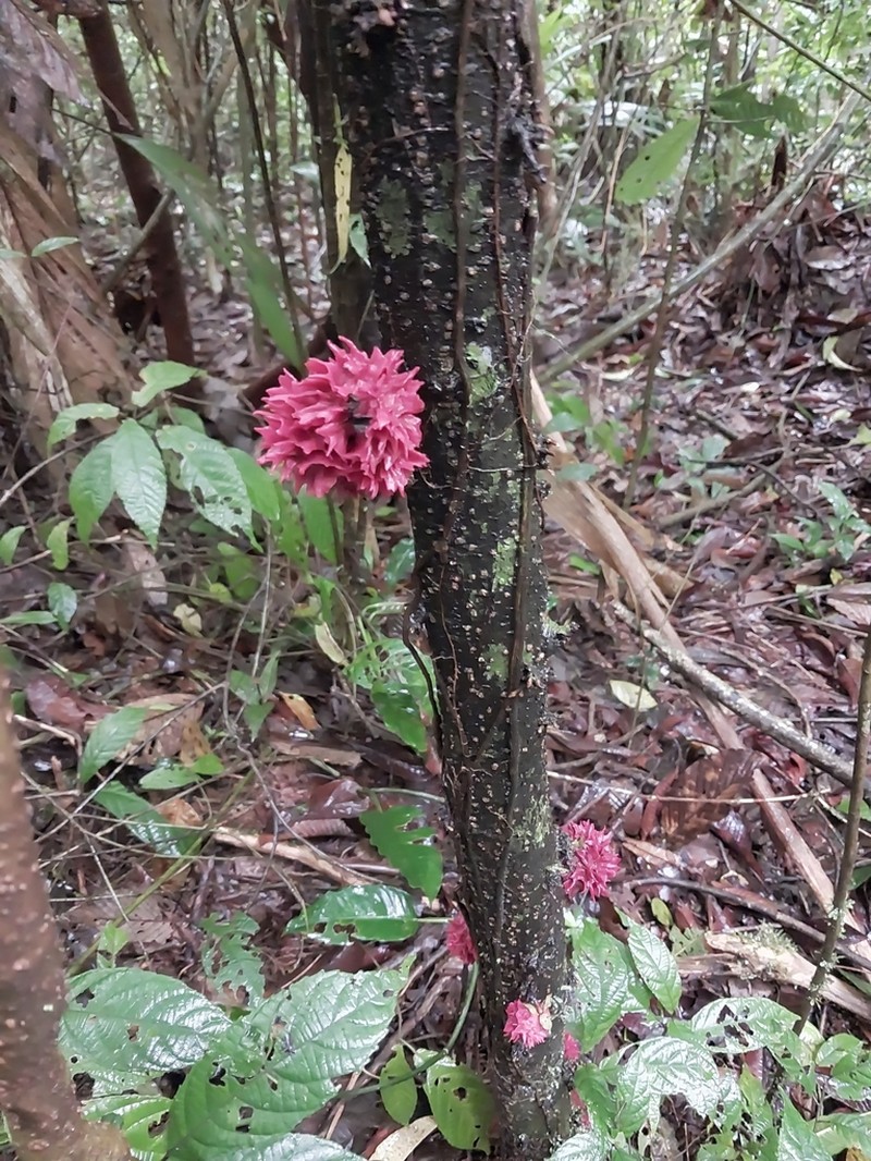 Desmopsis costaricensis photo 2