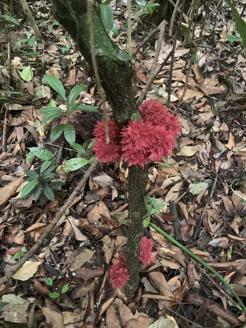 Desmopsis costaricensis photo 3