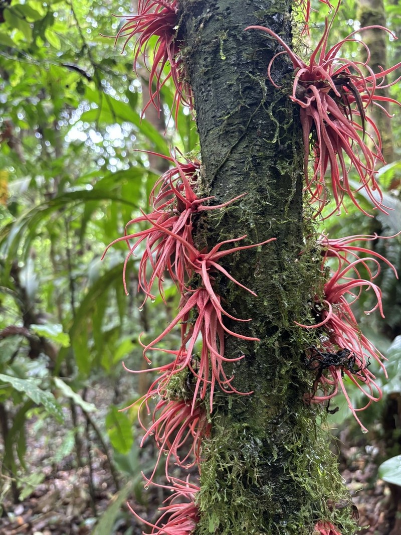 Desmopsis costaricensis photo 4