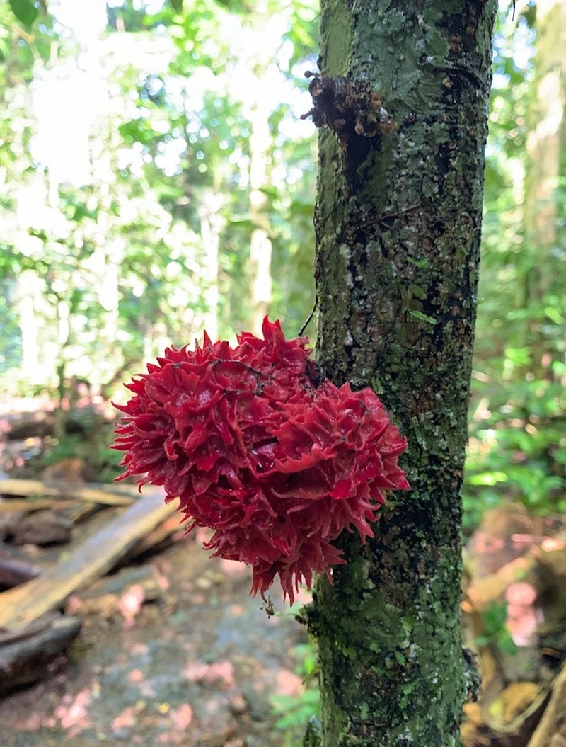 Desmopsis costaricensis photo 5
