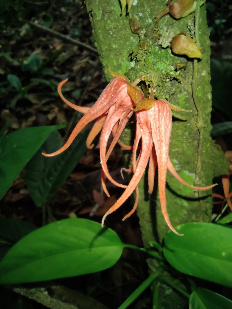 Desmopsis costaricensis photo 6