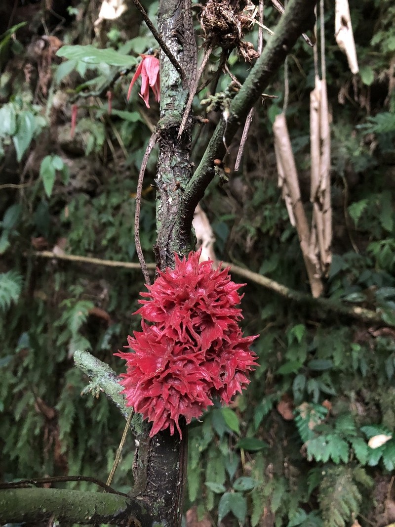 Desmopsis costaricensis photo 7