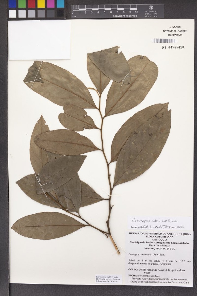 Desmopsis dukei