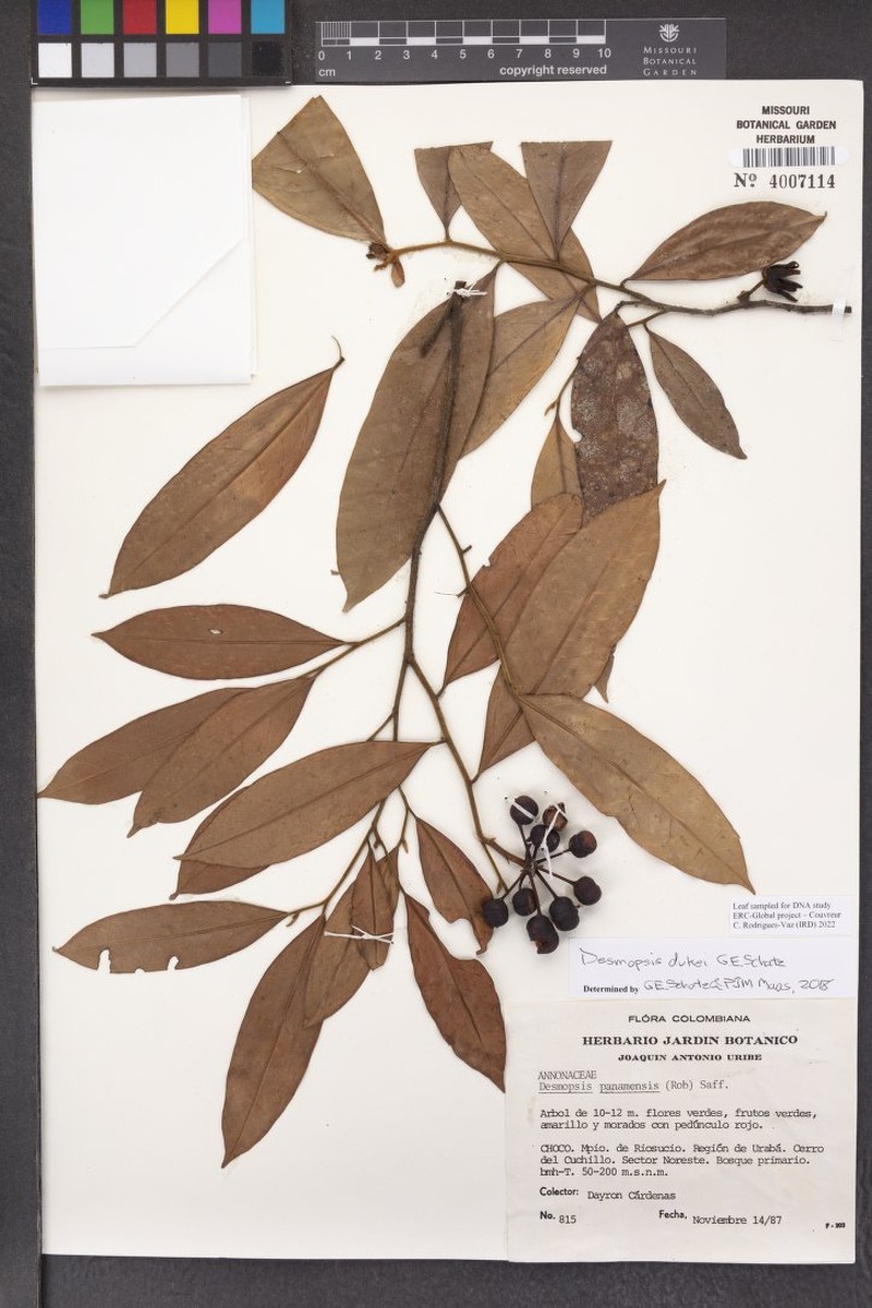 Desmopsis dukei photo 2