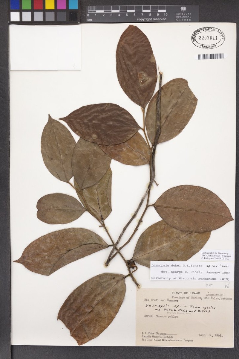 Desmopsis dukei photo 3