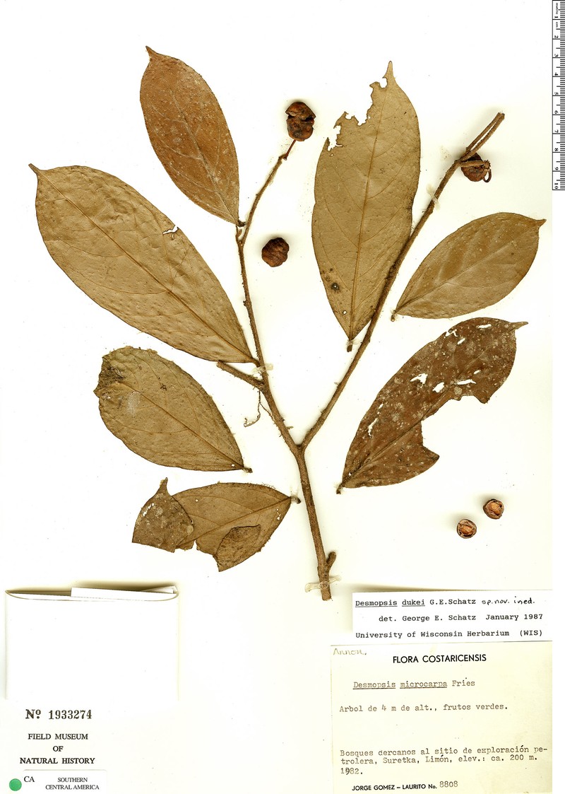 Desmopsis dukei photo 4