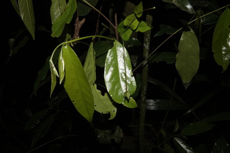 Desmopsis duran