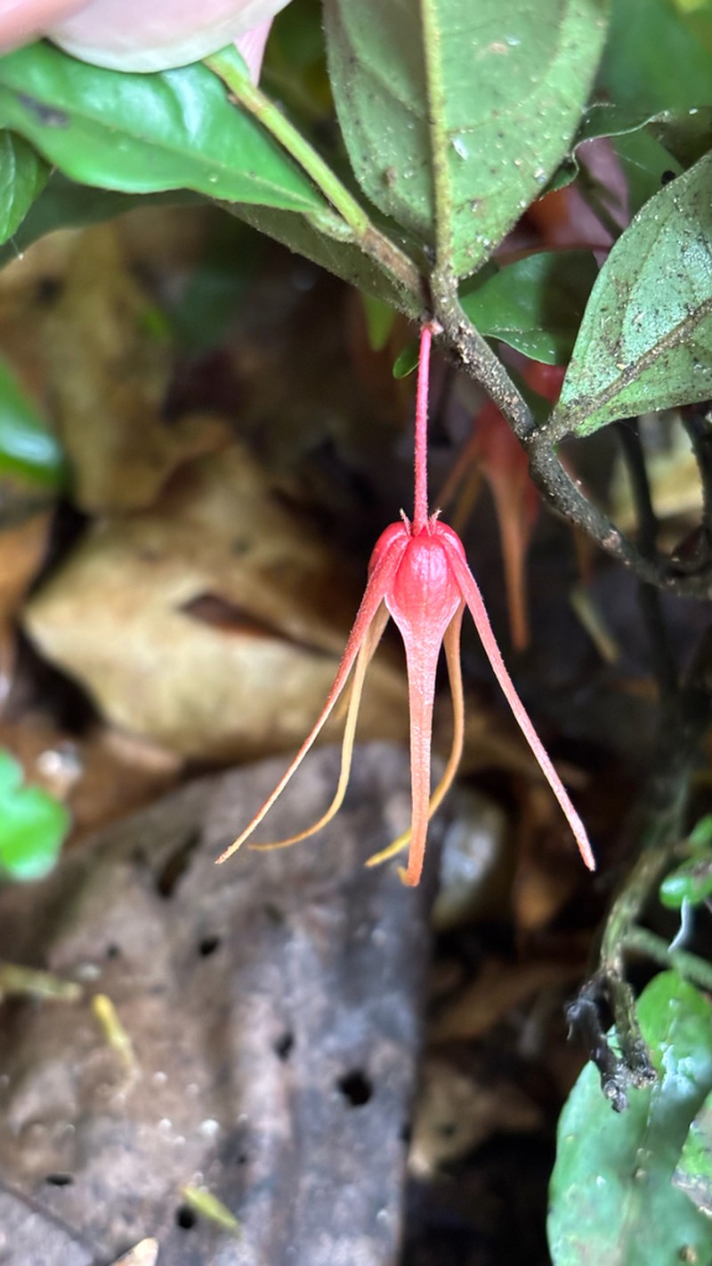 Desmopsis humilis