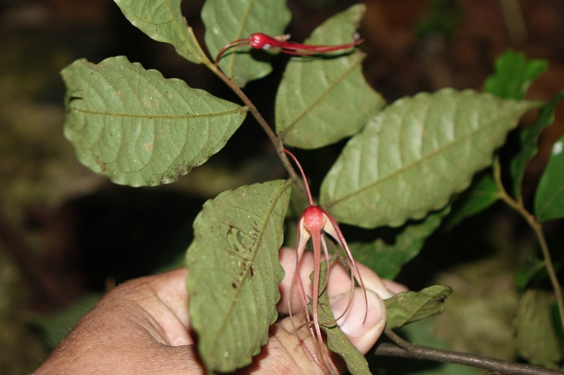 Desmopsis humilis photo 2