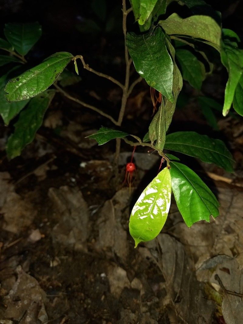 Desmopsis humilis photo 3