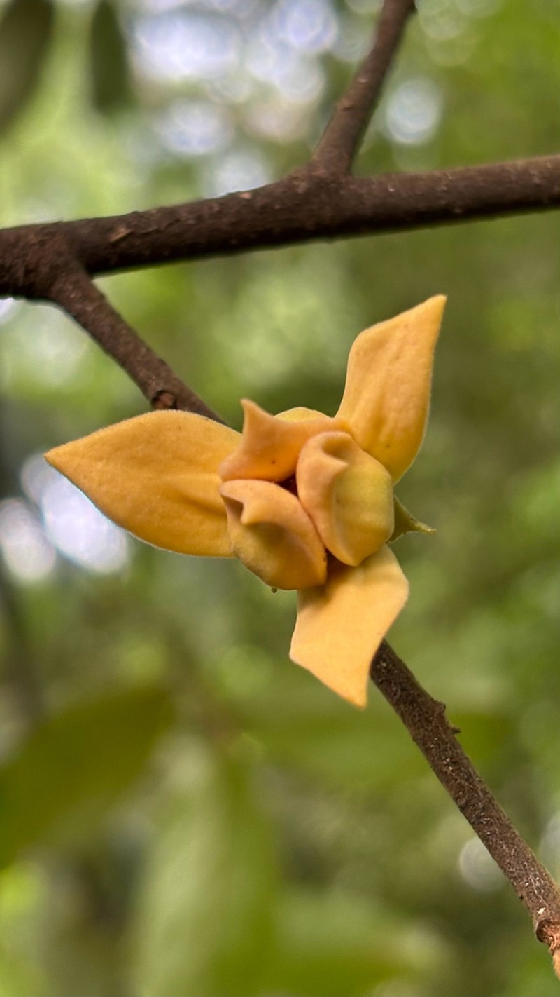 Desmopsis ibarrarum