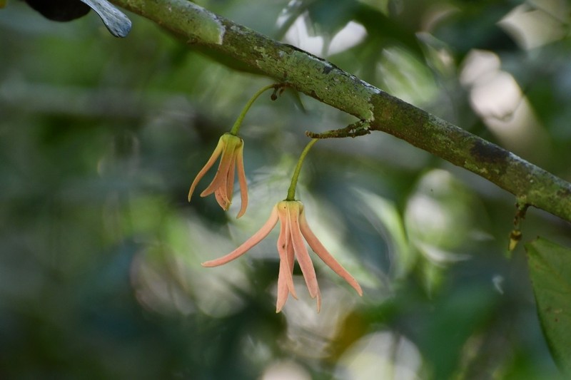 Desmopsis migueliana