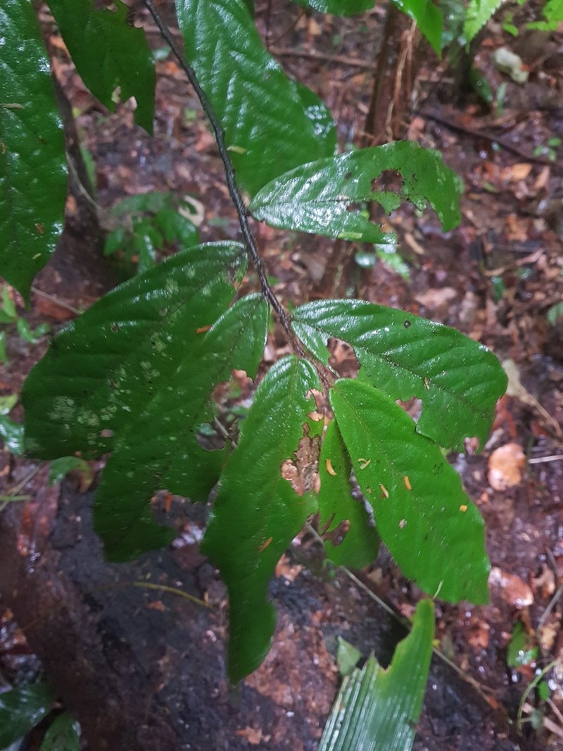 Desmopsis standleyana