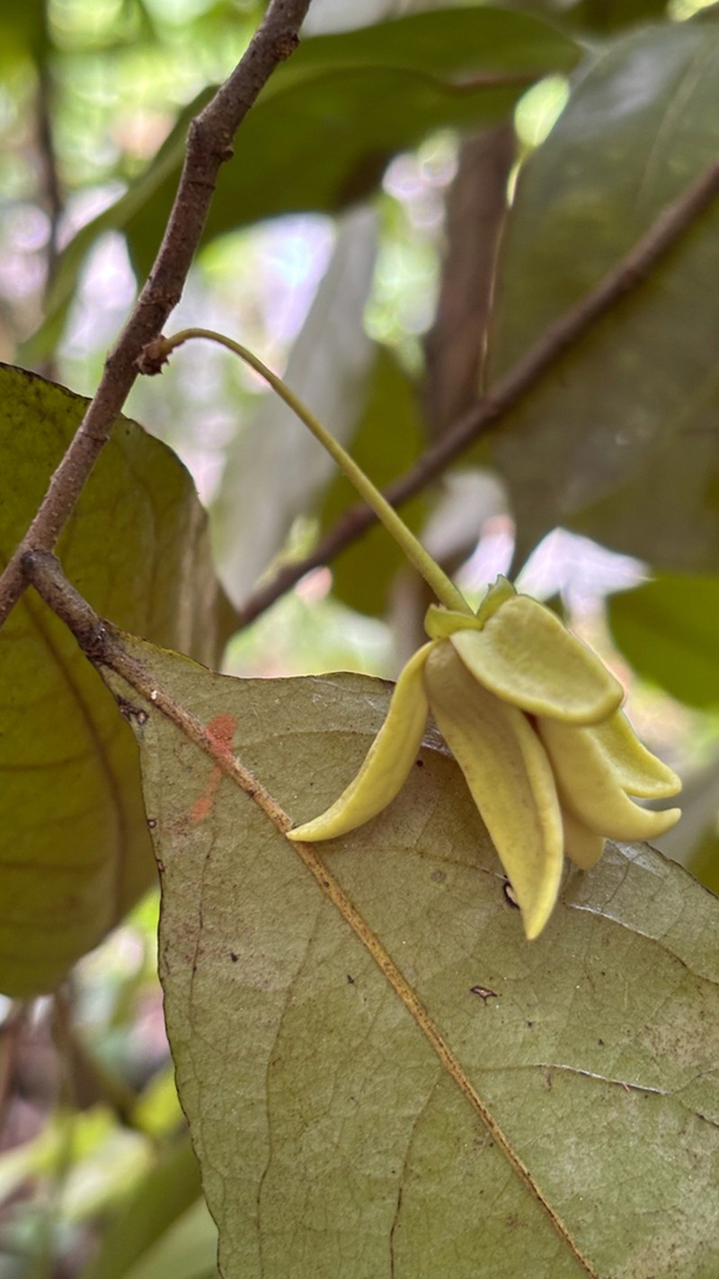 Desmopsis subnuda