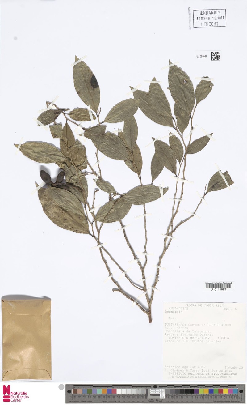 Desmopsis talamancana