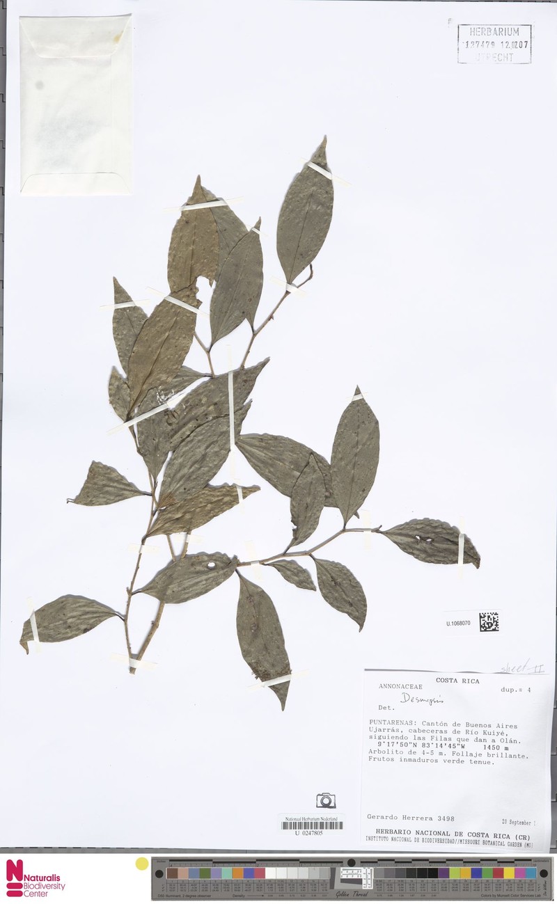 Desmopsis talamancana photo 2