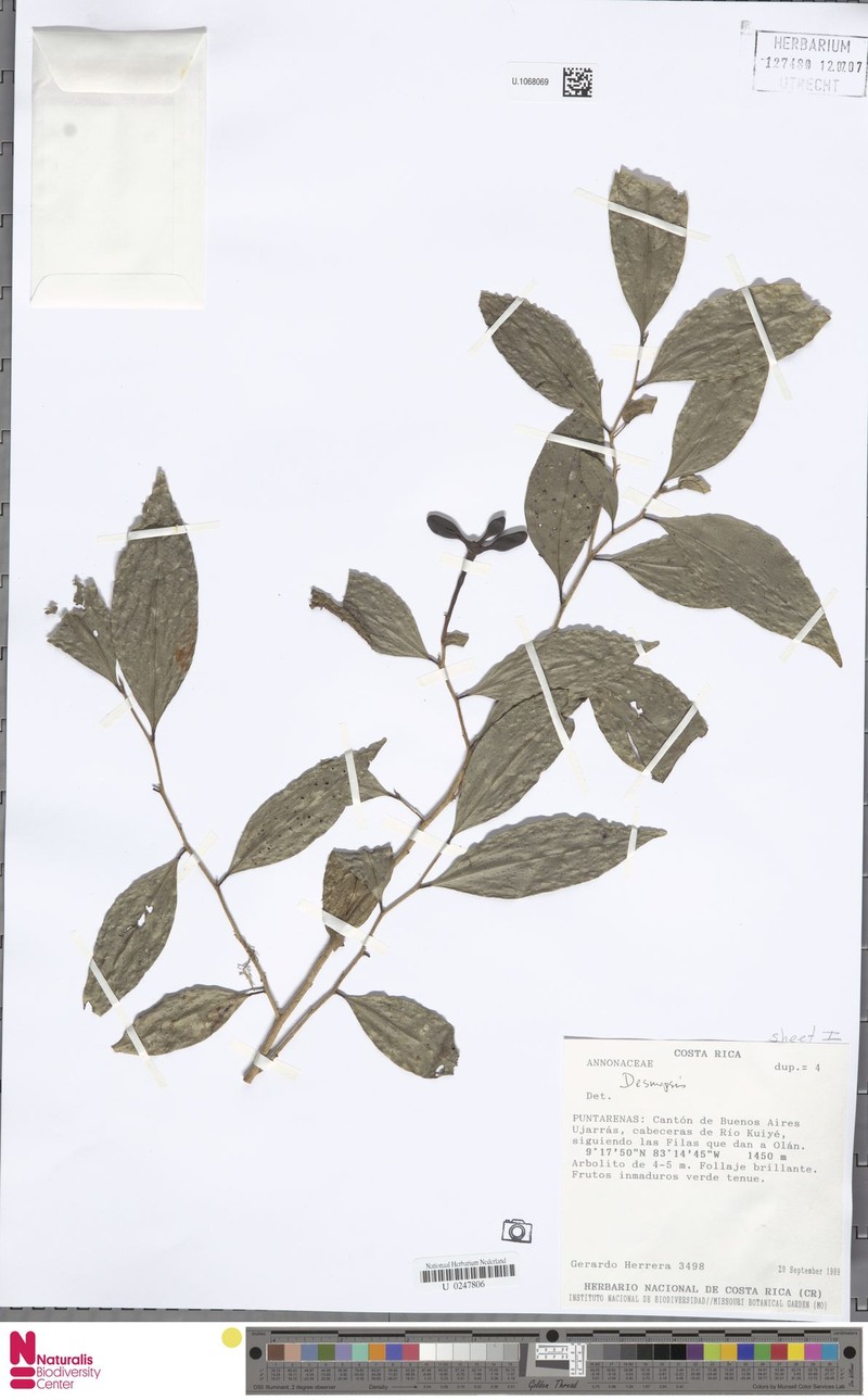 Desmopsis talamancana photo 3