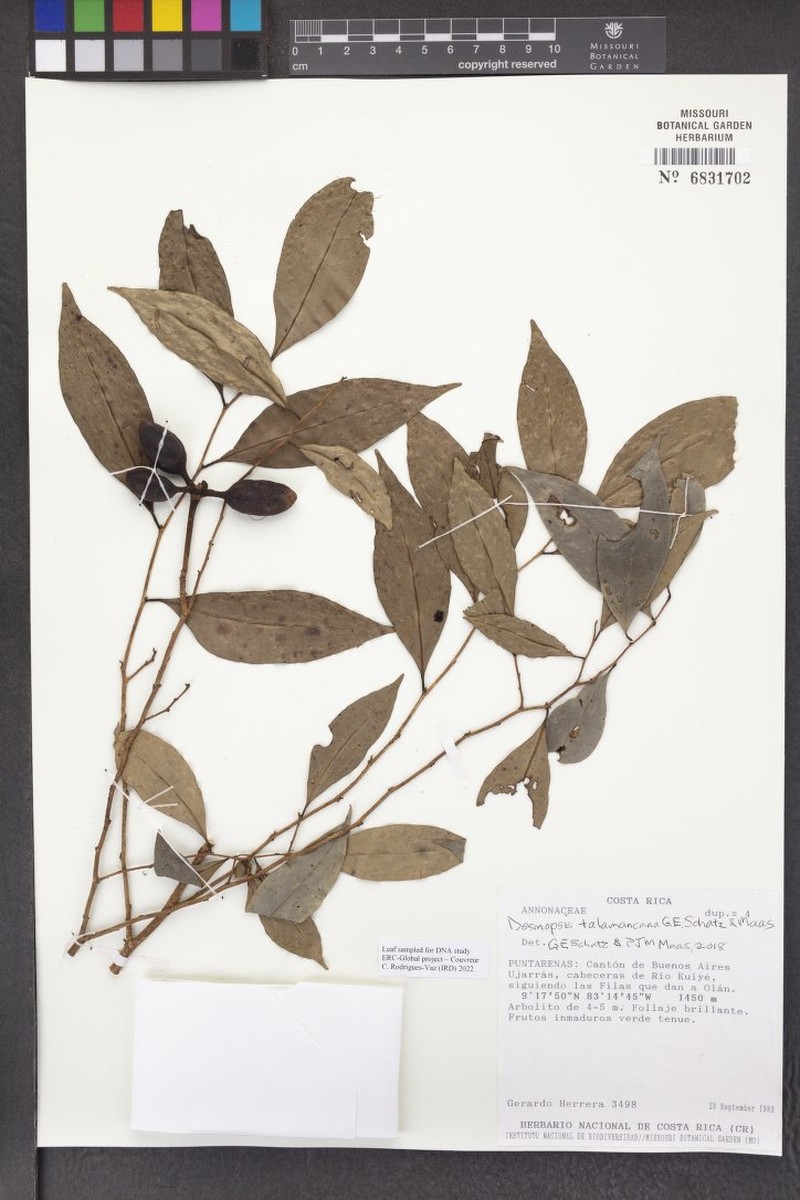 Desmopsis talamancana photo 4