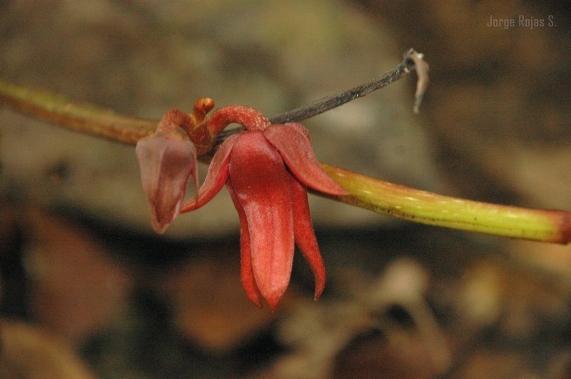 Desmopsis terriflora