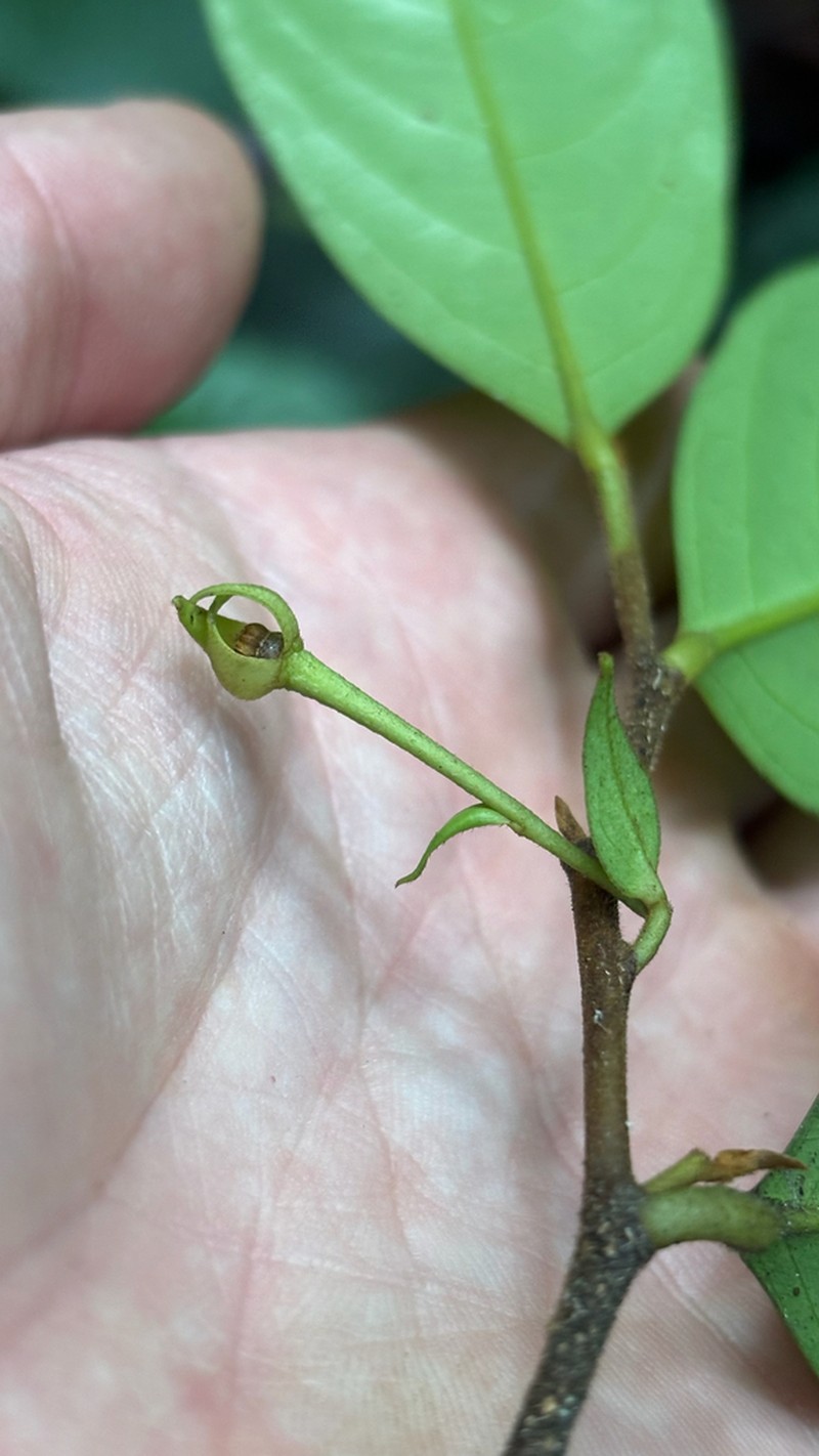 Desmopsis uxpanapensis